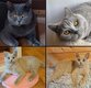 Chatons British shorthair pure race