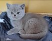 Chatons British shorthair pure race
