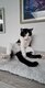 Deux adorables chats à adopter