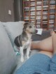 Blue, Jack Russel bleue [cherche] mâle pour...