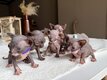 ✨Magnifiques chatons sphynx ✨