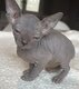 ✨Magnifiques chatons sphynx ✨