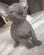 ✨Magnifiques chatons sphynx ✨
