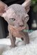 ✨Magnifiques chatons sphynx ✨