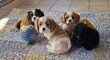 Cavalier King Charles pups