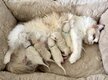 Magnifiques chatons Ragdoll