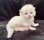 Magnifiques chatons Ragdoll