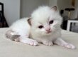 Splendide femelle ragdoll