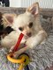 Mâle chihuahua