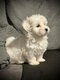 Bichon Maltais