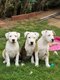 Chiot American staff