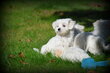 Chiots Bichon Maltais nain