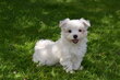 Chiots Bichon Maltais nain
