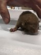 Chatons orientaux avec pedigree