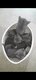Magnifique chaton chartreux à vendre