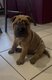 Chiots Sharpeï