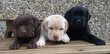 Superbe labrador.