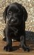 Superbe labrador.