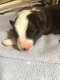 Chiot Border Collie tricolore avec pédigrée