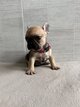 Bouledogue français  Élevage  familial et...