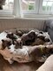 Bouledogue français  Élevage  familial et...