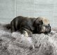 Bouledogue français  Élevage  familial et...