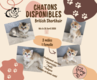 British Golden Chatons à réserver