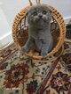 British shorthair et scottish fold