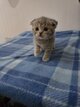 British shorthair et scottish fold