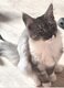 Magnifiques chatons Maine coon disponibles