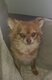 Chihuahua femelle
