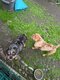 American bully