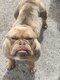 American bully