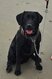 à donner - Labrador noir (3 ans)