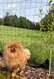 Spitz nain chercher une maman pour la vie