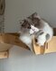 Adorable Pluche de 3 ans, British Longhair Lilac...