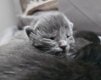 Siamois X maine coon