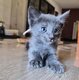 Derniere petite femelle blue Siamois X maine coon
