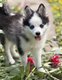 Pomsky F3