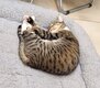 Chat à donner