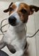 Jack Russel à donner