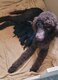 Magnifique caniche royal