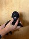 Magnifique caniche royal