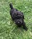 Magnifique caniche royal