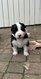 Border Collie à vendre
