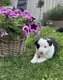 Border Collie à vendre