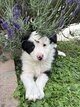 Border Collie à vendre