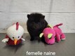 Chiots Spitz typés Poms