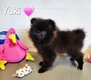 Chiots Spitz typés Poms