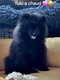 Chiots Spitz typés Poms